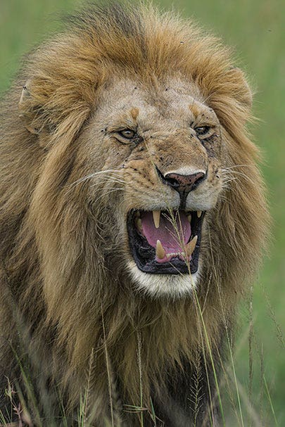 Lion Roaring | Nikon Cameras, Lenses & Accessories