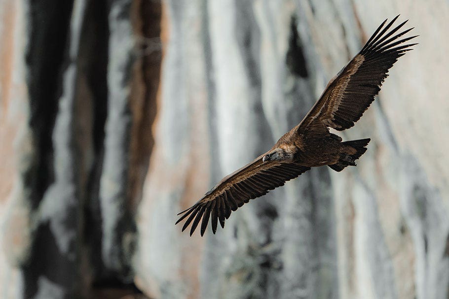 Nikon Z9 improved still-image shooting an eagle | Nikon Cameras, Lenses & Accessories
